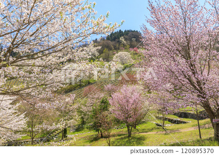 Rikugo Yamazakura in full bloom Rikugo Yamazakura in full bloom 120895370