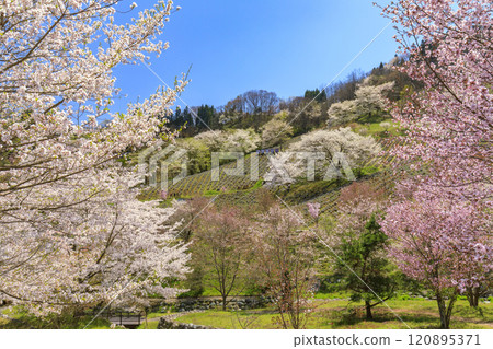 Rikugo Yamazakura in full bloom Rikugo Yamazakura in full bloom 120895371