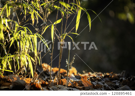 深秋的森林,落葉散落在竹樹的根部,在透射光下閃爍著溫暖的風景 - 2 深秋的森林,落葉散落在竹樹的根部,在透射光下閃爍著溫暖的風景 - 2 120895461