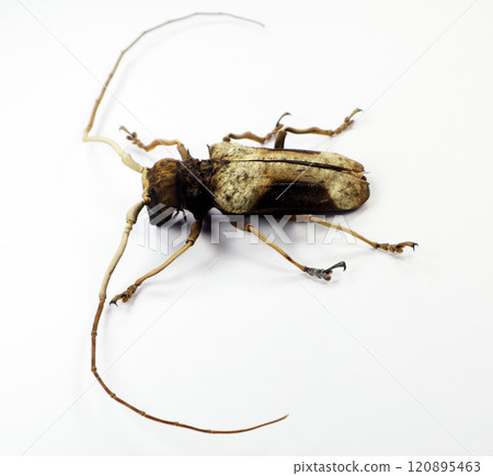 Petrognata gigas beetle specimen displayed on a clean white background for educational purposes 120895463