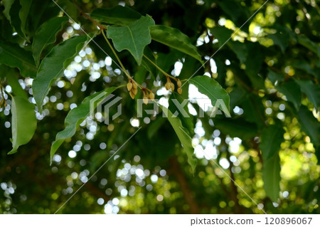 Minusops elengi flowers on branch. 120896067