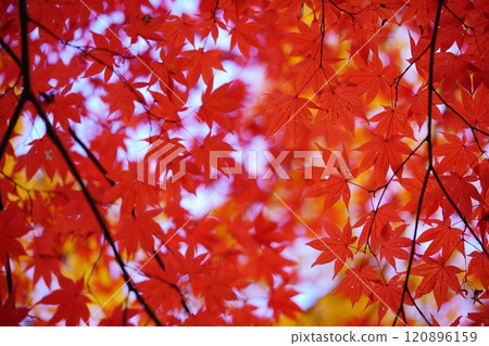 Autumn in Shohoji Temple, Kyoto, 2024, Osakazuki 1 Autumn in Shohoji Temple, Kyoto, 2024, Osakazuki 1 120896159