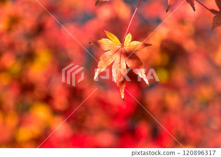 Maple Maple 120896317