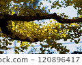 Illuminated ginkgo leaves on the branches 120896417