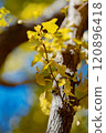 Golden ginkgo leaves against a blue sky 120896418