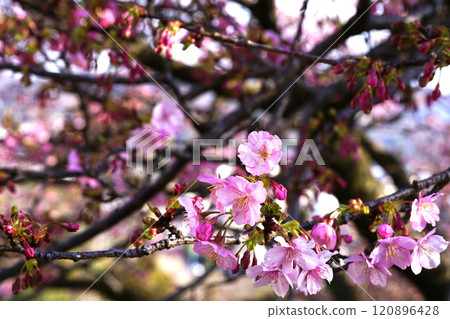 河津櫻花 河津櫻花 120896428