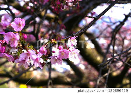 河津櫻花 河津櫻花 120896429