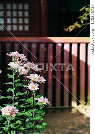 Ibaraki Kasama City Kasama Inari Shrine Chrysanthemum Festival 120896736