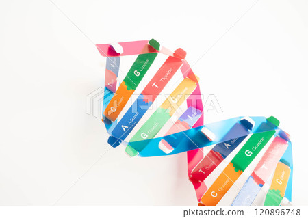 DNA molecule spiral structure model isolated on white background, chromosome and gene chemical science biology. DNA molecule spiral structure model isolated on white background, chromosome and gene chemical science biology. 120896748