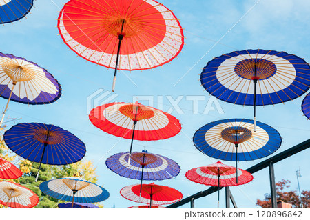 茨城縣笠間市 笠間菊花祭 空中飄揚的雨傘 120896842