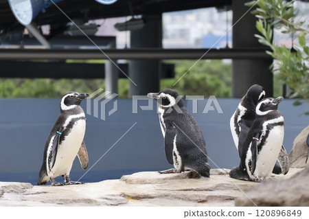 與麥哲倫企鵝的水族風景 120896849