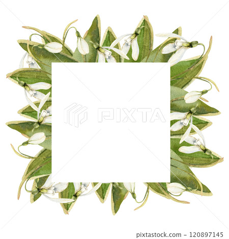 Snowdrops flower square banner with spring first white flowers and green leaves watercolor illustration. Hand drawn floral frame with romantic blooming elements for festive card,label ,logo design 120897145