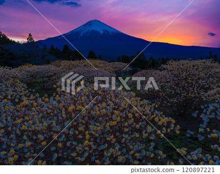 Morning glow and Mitsumata Morning glow and Mitsumata 120897221