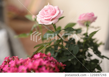 Soft pink roses and bright pink flowers are displayed together in a cozy indoor environment, capturing the tranquility of a sunny day. The greenery adds freshness to the atmosphere. 120897248