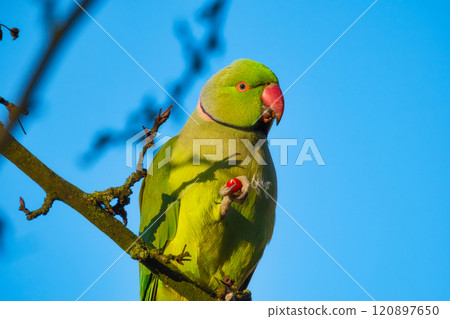 Rose-ringed parakeet. Bird on a branch. Blurred background. Animals in wild nature. 120897650