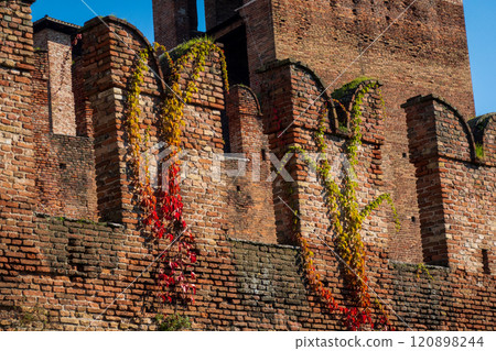 Old brick wall in Verona adorned with colorful creeping ivy leaves 120898244