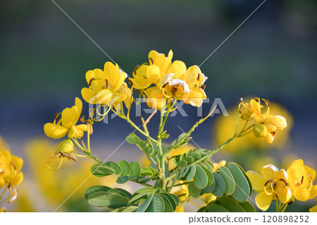 Senna (Cassia) Senna (Cassia) 120898252