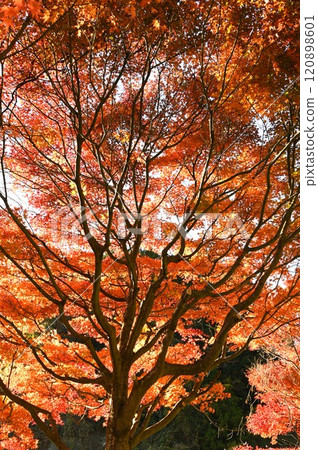 秋天樹葉中大樹的雄偉外觀 秋天樹葉中大樹的雄偉外觀 120898601