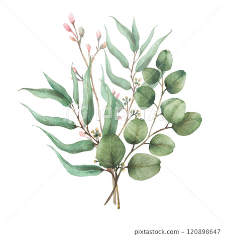 Eucalyptus seeded, silver dollar tree plant. Laurel branch and twig with pink buds and flowers. Botanical Watercolor arrangement, hand drawn illustration for greeting card isolated from background Eucalyptus seeded, silver dollar tree plant. Laurel branch and twig with pink buds and flowers. Botanical Watercolor arrangement, hand drawn illustration for greeting card isolated from background 120898647