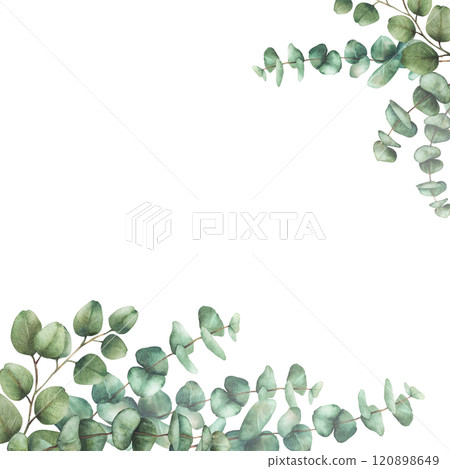 Eucalyptus plant square frame Greenery Watercolor arrangement Green silver dollar tree branches with round leaves hand drawn illustration. Template for wedding, greeting card isolated from background  120898649