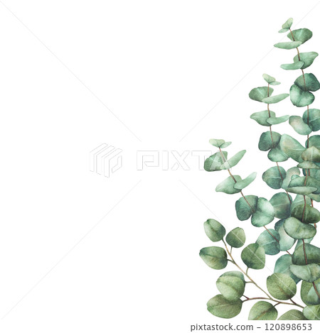 Eucalyptus plant card template. Watercolor arrangement Green silver dollar tree branches with round green leaves hand drawn illustration. Clipart for wedding, greeting design isolated from background  120898653