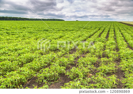Fresh green soy plants on the field in spring. Rows of young soybean plants  120898869