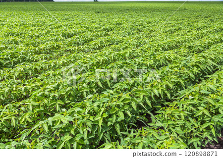 Fresh green soy plants on the field in spring. Rows of young soybean plants Fresh green soy plants on the field in spring. Rows of young soybean plants 120898871
