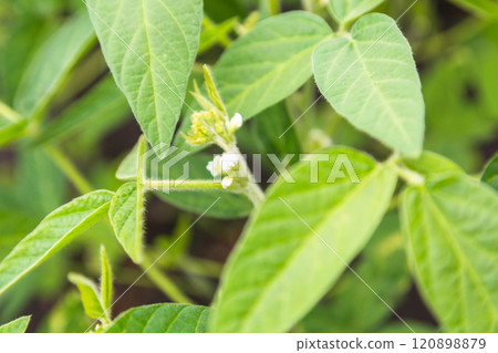 Fresh green soy plants on the field in spring. Rows of young soybean plants  120898879