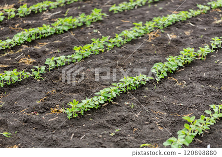 Fresh green soy plants on the field in spring. Rows of young soybean plants Fresh green soy plants on the field in spring. Rows of young soybean plants 120898880