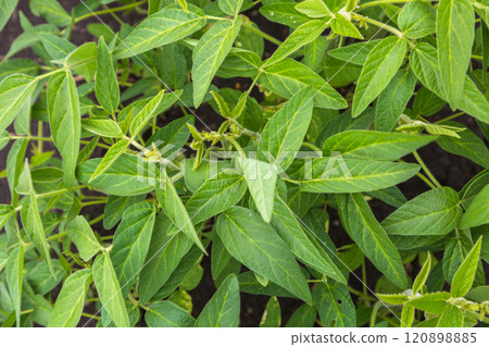 Fresh green soy plants on the field in spring. Rows of young soybean plants Fresh green soy plants on the field in spring. Rows of young soybean plants 120898885