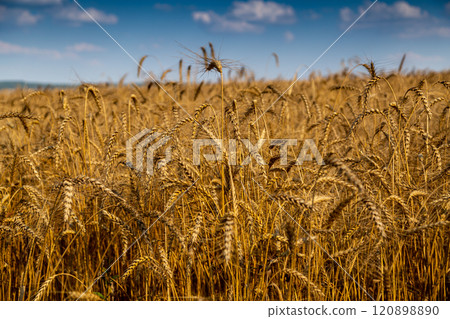 golden field with spikelets of ripe wheat golden field with spikelets of ripe wheat 120898890