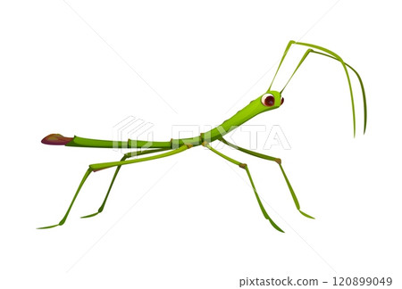 Cartoon funny stick insect character with exaggerated limbs and vibrant green color. Isolated vector funny Phasmatodea tropical bug or pest, fauna creature with long legs and antennas for camouflage Cartoon funny stick insect character with exaggerated limbs and vibrant green color. Isolated vector funny Phasmatodea tropical bug or pest, fauna creature with long legs and antennas for camouflage 120899049