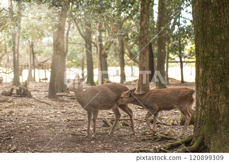 Landscape with deer 120899309