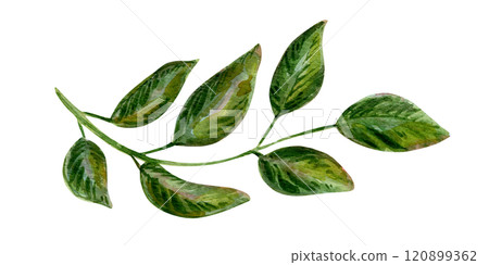 Watercolor illustration set featuring vibrant leaves and foliage. Hand-painted elements include a variety of natural designs. Perfect for botanical and creative projects Watercolor illustration set featuring vibrant leaves and foliage. Hand-painted elements include a variety of natural designs. Perfect for botanical and creative projects 120899362