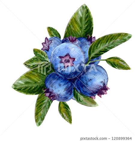 A detailed watercolor illustration of blueberries surrounded by lush greenery. The artwork highlights fresh, ripe berries with rich textures and vibrant colors. Perfect for nature and food lovers 120899364