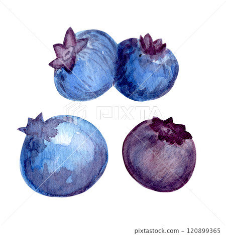 Blueberry watercolor collection with juicy berries and lush foliage. Hand-painted elements include leaves, berries, and botanical accents. Ideal for DIY projects, stationery, and more 120899365