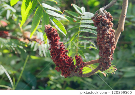 Cottage garden. Rhus typhina is blooming. Nature floral background. Tropical tree is blooming. Stag horn sumac. Cottage garden. Rhus typhina is blooming. Nature floral background. Tropical tree is blooming. Stag horn sumac. 120899560