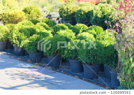 Cypress seedlings are sold in store. Potted evergreen tree seedlings. Seedlings of coniferous plants for landscape design. Sunny day. Cypress seedlings are sold in store. Potted evergreen tree seedlings. Seedlings of coniferous plants for landscape design. Sunny day. 120899561