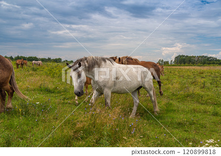 horses heavyweights walking in nature horses heavyweights walking in nature 120899818