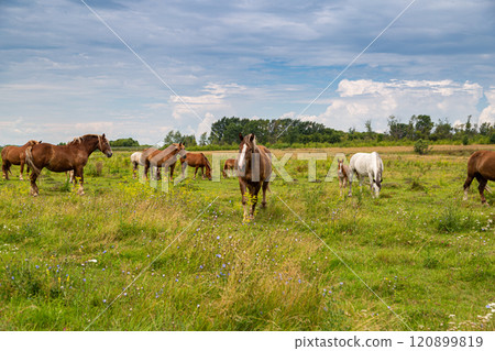 horses heavyweights walking in nature horses heavyweights walking in nature 120899819