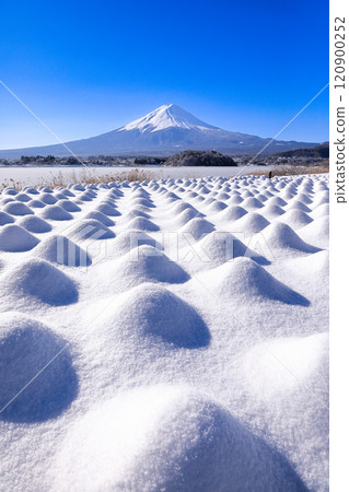 冬季薰衣草田及富士山風光河口湖大石公園 冬季薰衣草田及富士山風光河口湖大石公園 120900252