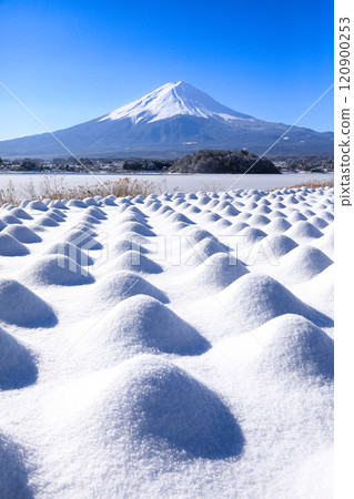 Winter lavender fields and Mt. Fuji at Oishi Park, Lake Kawaguchi 120900253