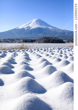 Winter lavender fields and Mt. Fuji at Oishi Park, Lake Kawaguchi 120900254