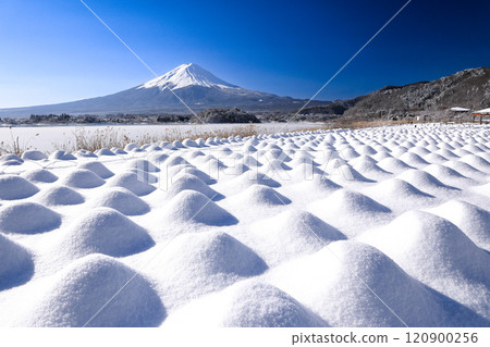 Winter lavender fields and Mt. Fuji at Oishi Park, Lake Kawaguchi 120900256