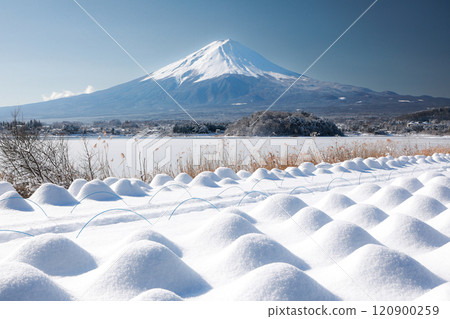 Winter lavender fields and Mt. Fuji at Oishi Park, Lake Kawaguchi 120900259