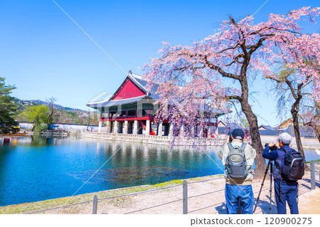 The photographer is taking pictures at Gyeongbokgung palace with cherry blossom tree in spring time in seoul city of korea, south korea. The photographer is taking pictures at Gyeongbokgung palace with cherry blossom tree in spring time in seoul city of korea, south korea. 120900275