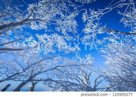 Snow on the branches of trees on the top of Deogyusan mountains near Muju on a clear day in winter, South Korea. 120900277