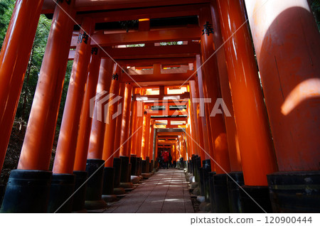 Torii of Fushimi Inari 120900444