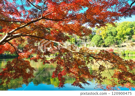 藥師池公園的楓葉 藥師池公園的楓葉 120900475