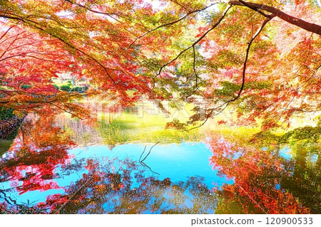 Maple trees at Yakushiike Park - Reflection on the water Maple trees at Yakushiike Park - Reflection on the water 120900533